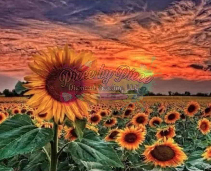 sunset sunflowers RTS