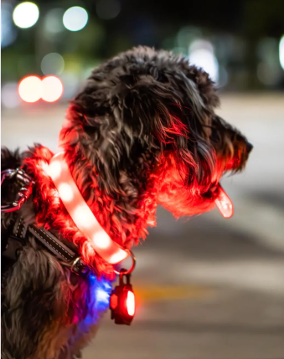 LED Leash Lamp