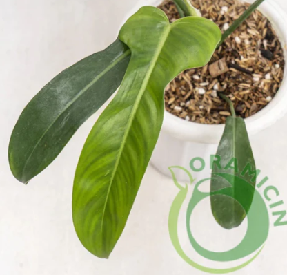 Philodendron Jerry Horn Tropical Plants ORAMICIN