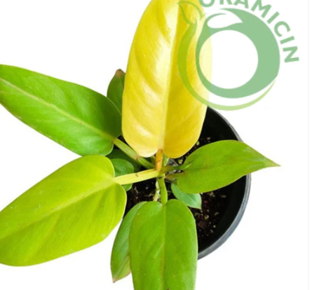 Philodendron Melonii Golden Tropical Plants ORAMICIN