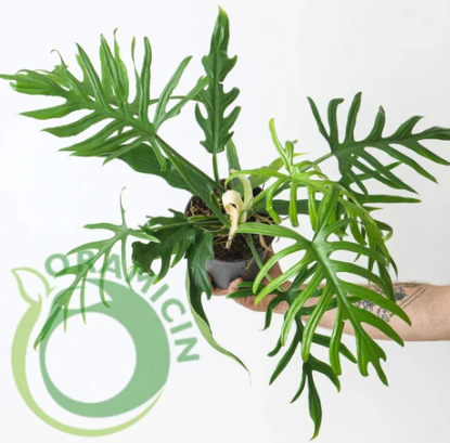Philodendron Elegans Tropical Plants ORAMICIN