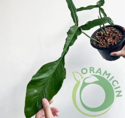 Philodendron Joepii Tropical Plants ORAMICIN